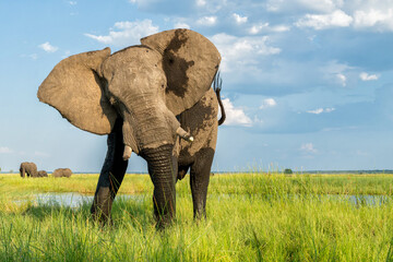 Fototapeta premium Close encounter with a bull elephant from a boat. African elephant showing dominant behaviour at the Chobe River between Botswana and Namibia in the green season.