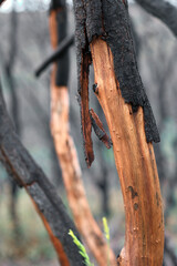 Close-Up of Charred Tree Trunk After Wildfire in Navarra