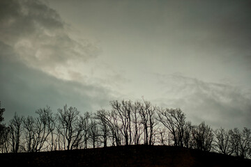 Charred Trees on Hilltop with Gloomy Sky