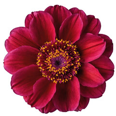 Beautiful detailed flower on transparent background, top view, high resolution