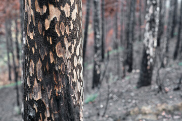 Charred Forest After Wildfire in Legarda