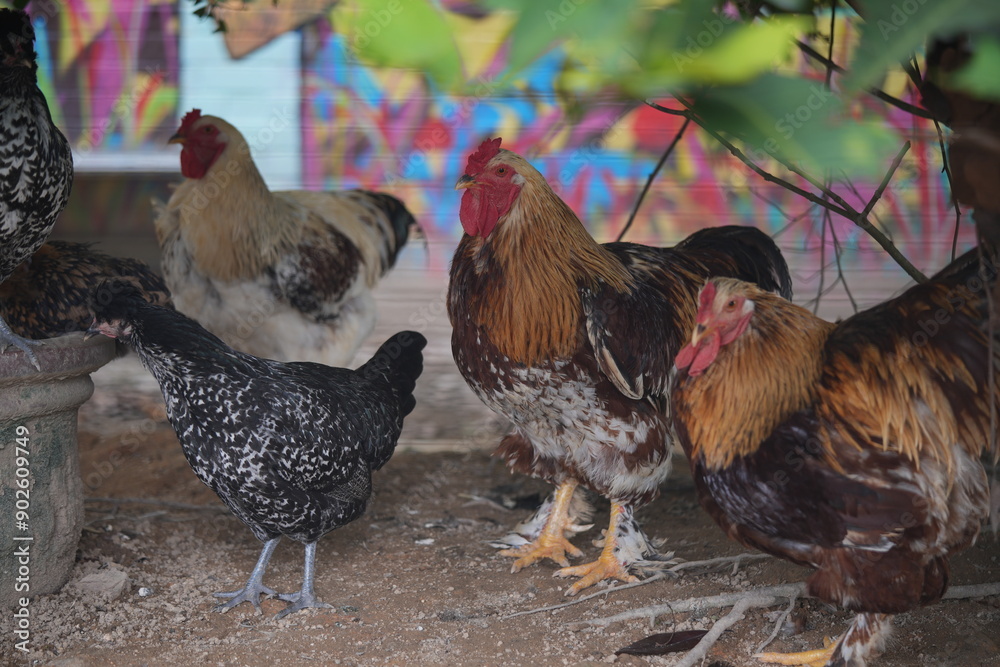 Sticker The Brahma chicken is a large and impressive breed known for its size, gentle nature, and feathered legs.|婆羅門雞