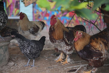 The Brahma chicken is a large and impressive breed known for its size, gentle nature, and feathered...