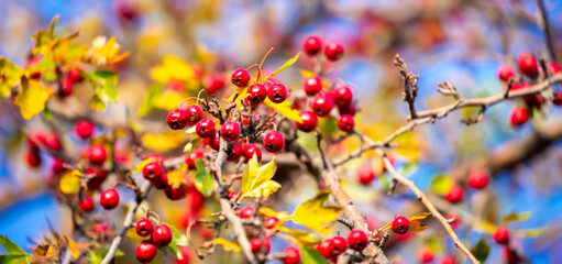 Red fruits of hawthorn on a tree, close-up. Crataegus berries, commonly called forest hawthorn.