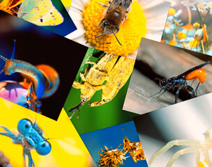Diversity of nature- photo collage complite  with different parts insects pictures