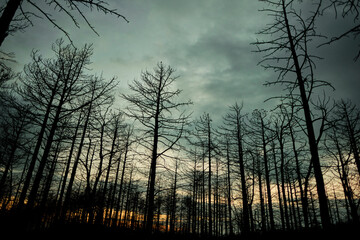 Eerie Charred Forest at Dusk