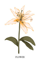 Lilies. Elegant lily frame: hand drawn botanical illustration. Summer flowers. Invitation. Space for text.