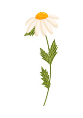 Chamomile flower. Botanical vector illustration isolated on white background for postcard, poster, ad, decor, fabric and other uses.