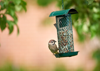 Sparrow, feeder and bird eating nuts in garden outdoor for healthy diet in summer. Food, cage and...