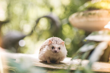 Little hedgehog in the garden