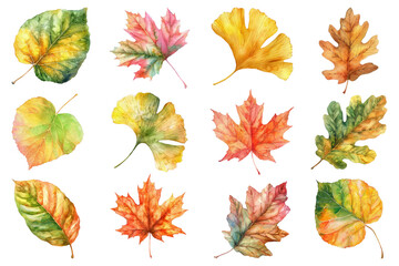 PNG Autumn leaf, transparent background