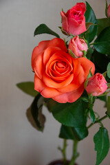 トロピカルアマゾンとスプレーばら