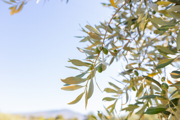 Sunlit Olive Tree Branch With Green Olives And Silvery-green Leaves, Showcasing Vibrant Mediterranean Agriculture