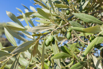 Sunlit Olive Tree Branch With Green Olives And Silvery-green Leaves, Showcasing Vibrant Mediterranean Agriculture