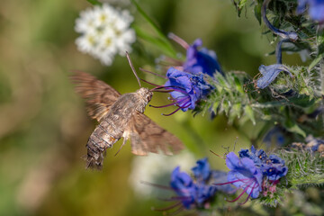 Humming-bird Hawk-moth - Macroglossum stellatarum, beautiful small hawkmoth from European meadows, Mikulov, Czech Republic.