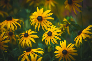 Obraz premium yellow Black-eyed Susan Rudbeckia fulgida amazing flower in summer garden, wallpaper or background theme