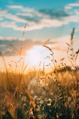 Obraz premium A field of tall grass with a sun in the sky