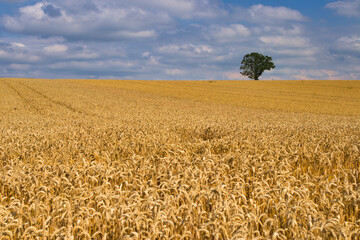 Naklejka premium Golden wheat field with a single tree under a blue sky. Rural agricultural landscape in summer, symbolizing harvest and nature.
