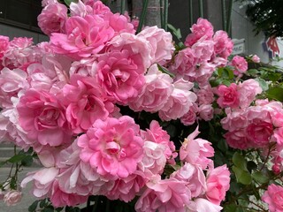 pink hydrangea flowers
