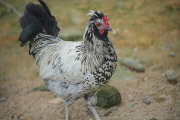 The Buff-Laced Frizzle is a variation of the Frizzle chicken, a breed known for its unique feather structure.|波蘭雞 