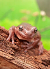 An Australian tree frog sits on the bark of a tree. The frog turns around and looks at the camera.