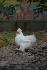The Silky Fowl, commonly known as the Silkie chicken, is a unique and popular breed of chicken known for its distinctive appearance and friendly temperament.|烏骨雞