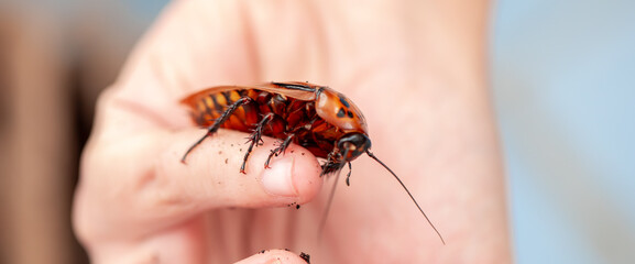 Madagascar Hissing Cockroach. A cockroach sits on a man's hand close-up. Exotic pet, tropical...