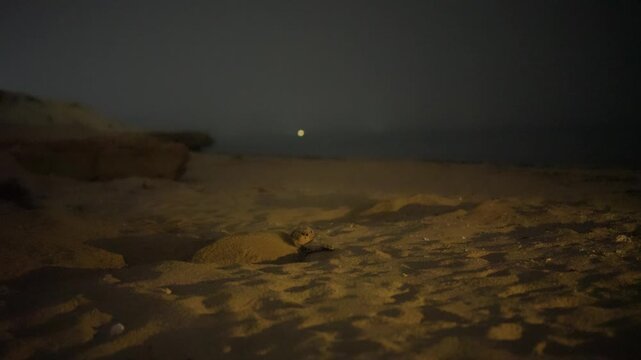mature hawksbill Night sea hawksbill turtle digs hole in sand seaside beach summer eggs nestling journey nesting care instinct protection survival hatch cycle nature covering camouflage ocean in iran