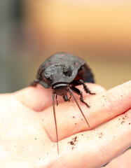 Madagascar Hissing Cockroach. A cockroach sits on a man's hand close-up. Exotic pet, tropical insect.