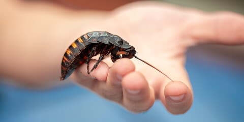 Madagascar Hissing Cockroach. A cockroach sits on a man's hand close-up. Exotic pet, tropical insect.