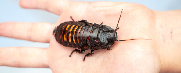 Madagascar Hissing Cockroach. A cockroach sits on a man's hand close-up. Exotic pet, tropical insect.
