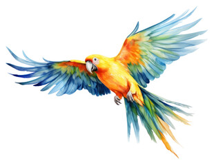 Obraz premium PNG Parrot animal bird creativity.
