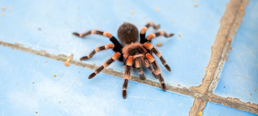 Tarantula spider close-up on the floor in the house. Tarantula spider as a pet.