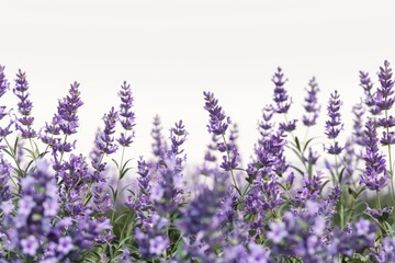 Fototapeta premium A field of purple flowers with a white background. The flowers are in full bloom and are scattered throughout the field. Scene is peaceful and serene, as the flowers are a symbol of beauty