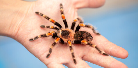 Tarantula spider on a man's hand close up. Tarantula spider as a pet.