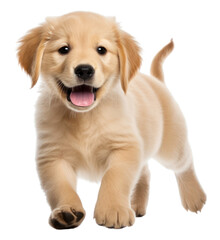 Obraz premium PNG Puppy retriever mammal animal.