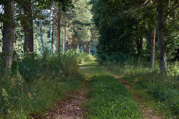 Mixed and Pine forests of the Baltics and central Europe