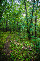 Obraz premium dirt track for mountain bikes in the forest, surrounded by acacia trees with lush green foliage