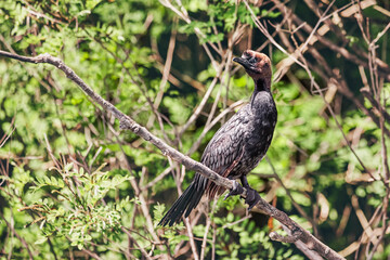cormorant bird perched on a branch in the jungle, showcasing Montenegro's wildlife.