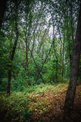 a thick tree near which there is a fallen tree branch in a dense gloomy forest