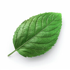 Obraz premium A leafy green leaf with a stem