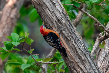 rufous-bellied woodpecker or Dendrocopos hyperythrus in Munsyari, India