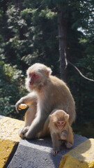 This varied portfolio highlights the rich tapestry of life found in mountainous areas, with images ranging from majestic mountains reaching the sky to amusing monkeys running around among the trees.