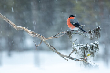 Eurasian bullfinch in winter landscape