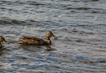 duck in the water