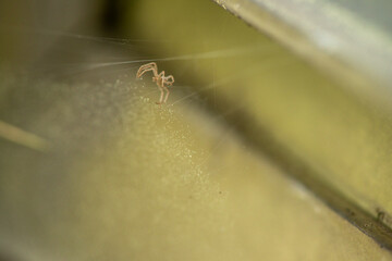 Delicate Threads: Macro View of a Little Spider Web