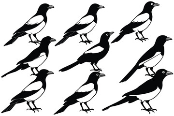 Magpie bird line art illustration