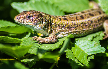 lizard on the grass
