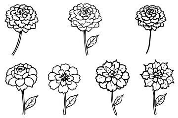 Marigold line art illustration Design Concepts