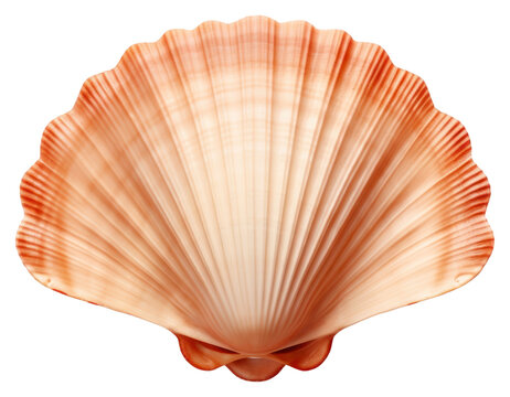 PNG Scallop Shell seashell seafood clam.